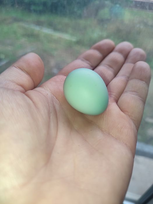 Jajka lęgowe przepiórki Caledon