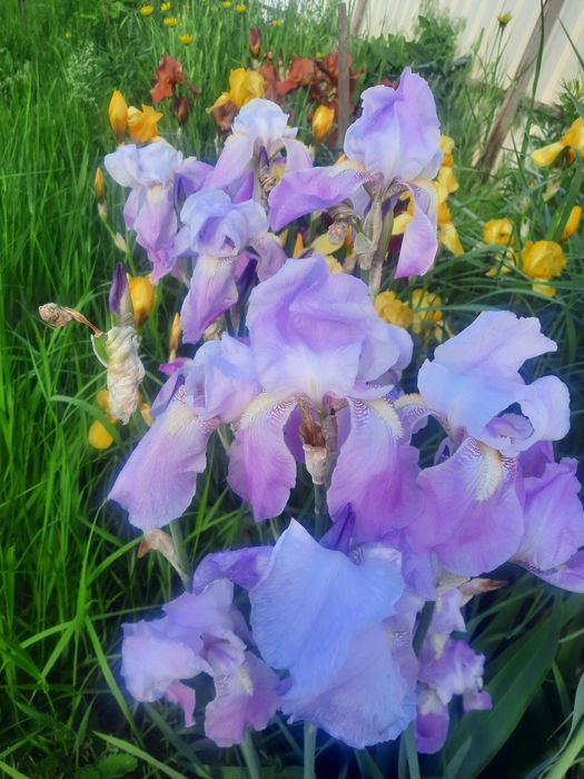 Іриси квіти  садові