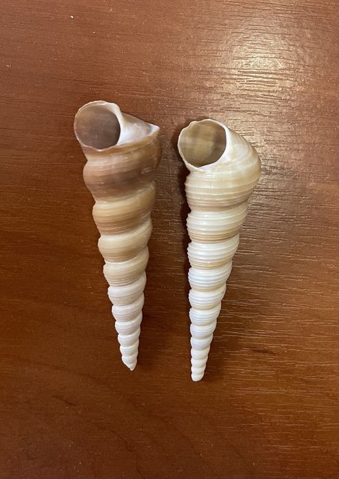 Ракушки ,Мушли ,Звездочки морскик