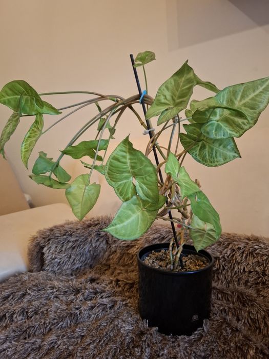 Syngonium Pixie albo Arrow