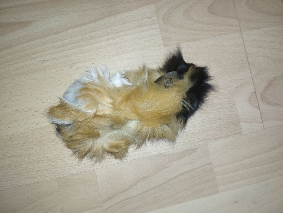 Świnki   Morskie