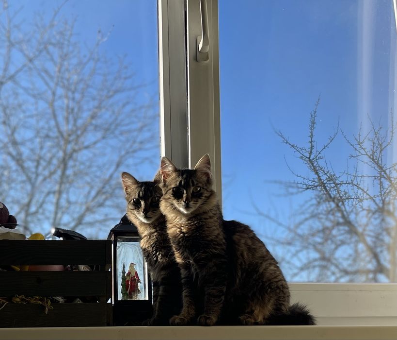 Міні близнюки мейнкуни зі сходу))