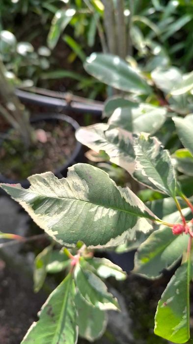Photinia Variegata