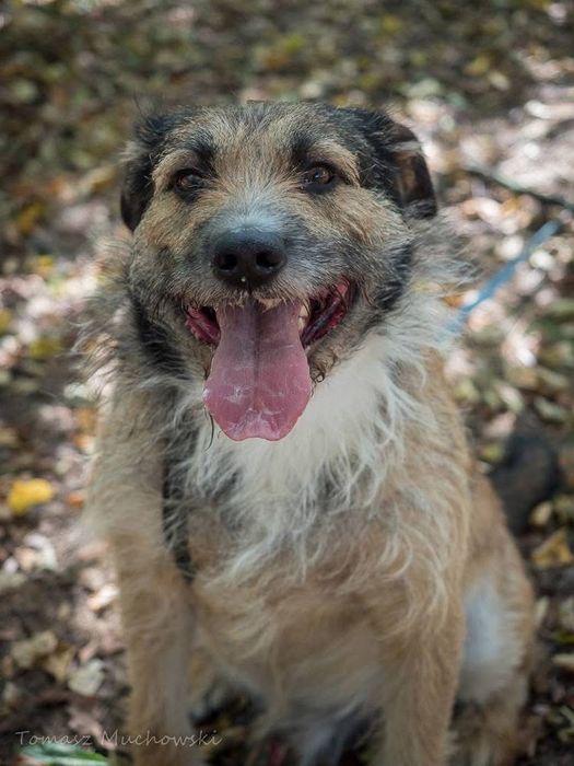 Paproch-szorstki pies po przejsciach czeka na cudowny dom