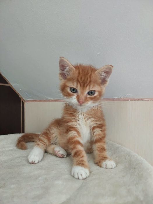 Mały kociak do adopcji