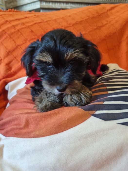 Yorkshire terrier femea xcelente