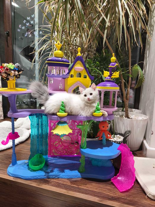 Киця в добрі руки