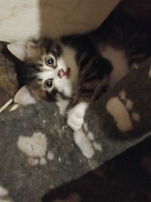 Котята мальчик и девочка