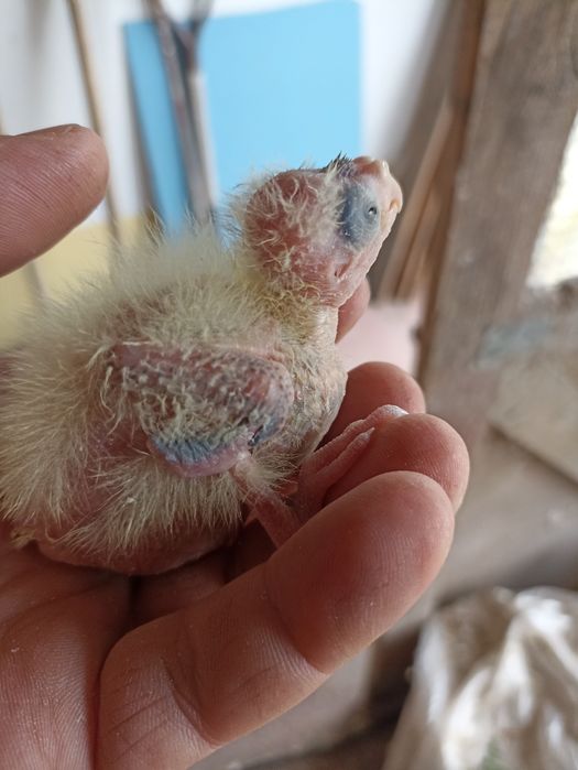 Caturras "colapsitas" bebés para domesticar