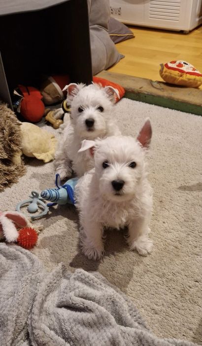 West Highland White Terrier ZKwP/FCI samiec, gotowy do odbioru