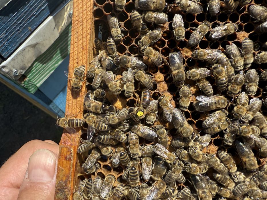 Продам бджіл. Пакети, сімʼї.