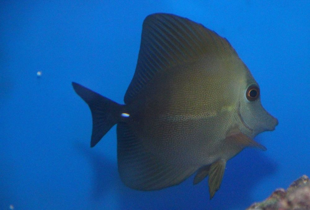 Zebrasoma scopas. Morskie.