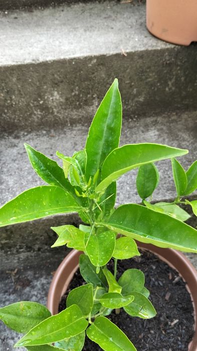 Laranjeira em vaso