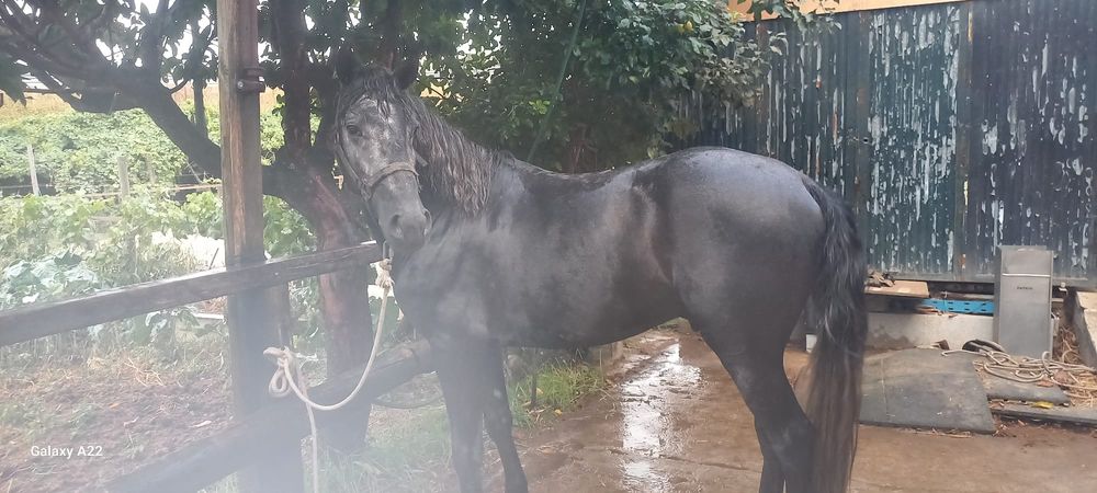 Poldro inteiro puro sangue lusitano letra S