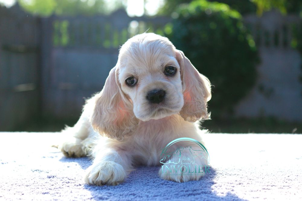 Американський Кокер Спаніель