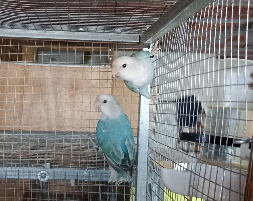 Casal de agapornis roseicollis sexado