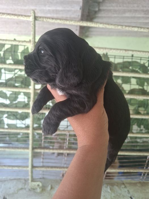 Cocker spaniel macho