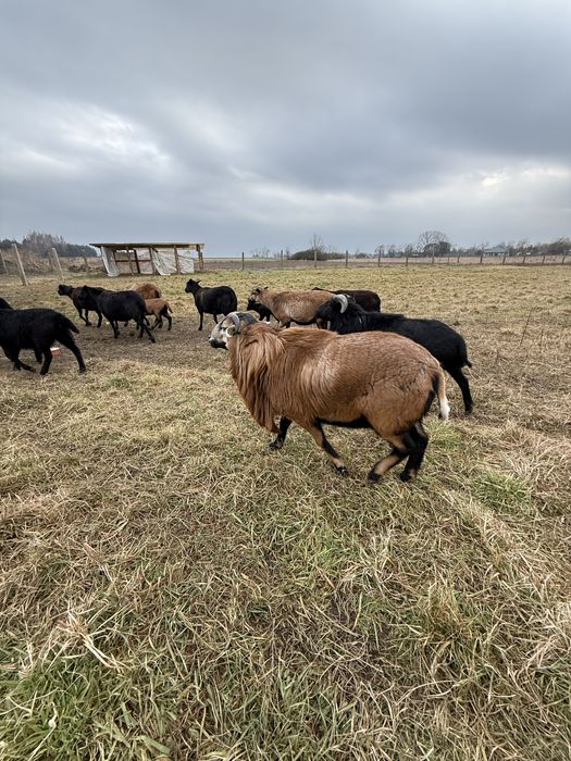 Owce i barany kameruńskie