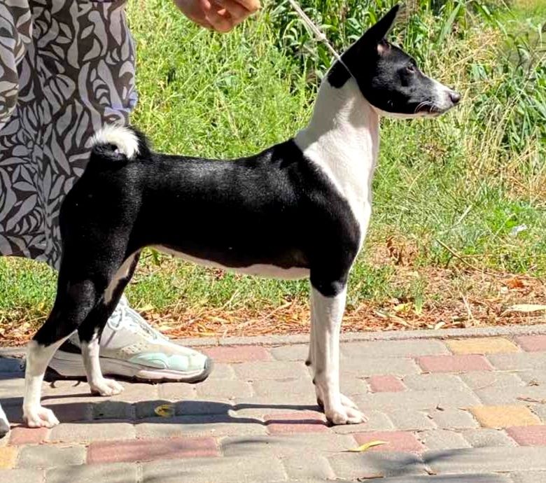 Цуценята басенджи для справжніх поціновувачів