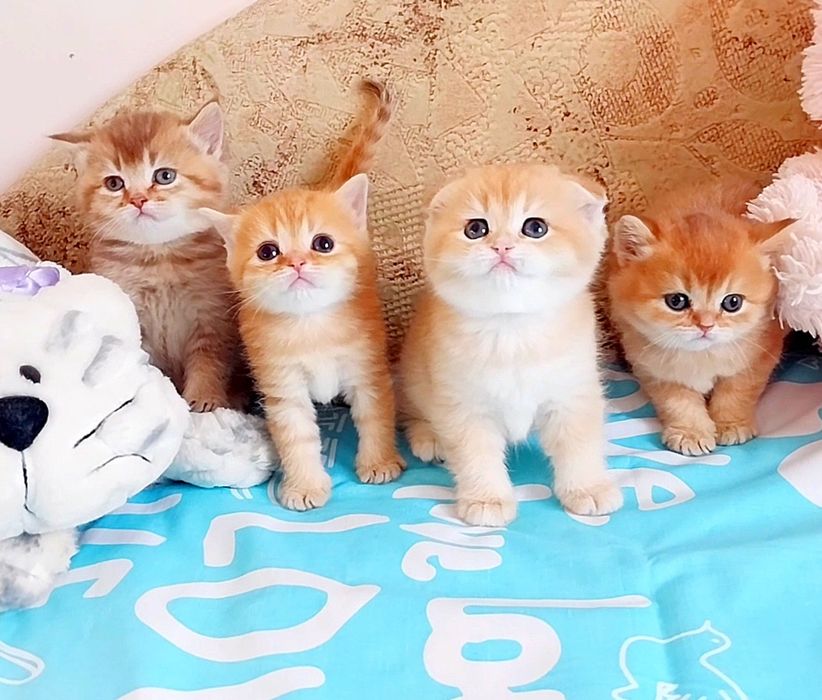 Неймовірно лагідні і ніжні шотландські дівчатка