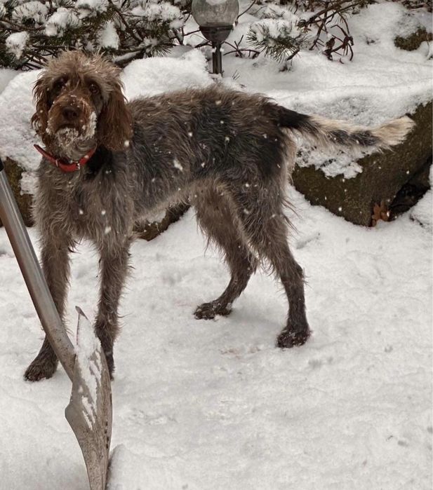 ZAGINĄŁ PIES- WYŻEŁ, województwo lubuskie!