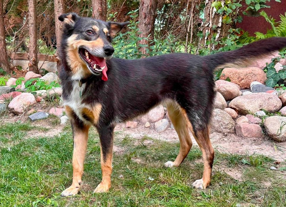 Do adopcji - łagodna Szkocja szuka domu!