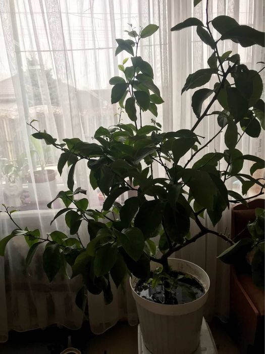 Квіти кімнатні  у горшику