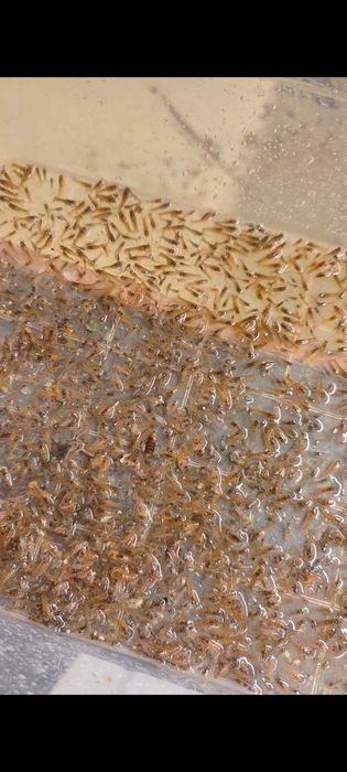 ВІДПРАВКА НОВОЮ ПОШТОЮ Мальок австралійського червоклешневого рака