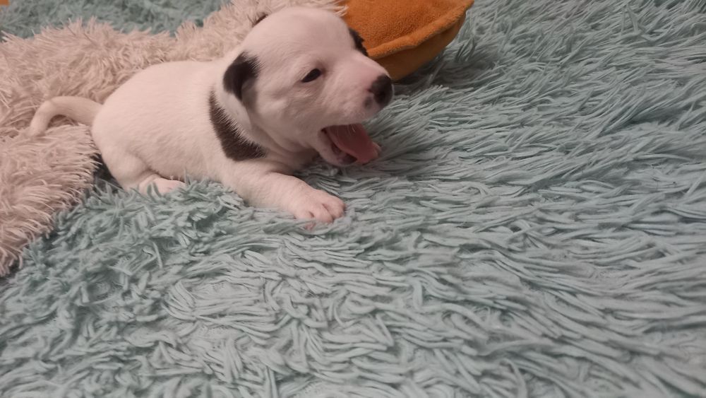 Щенки Джек Рассел