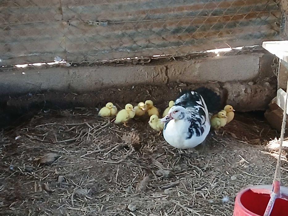 Vendo patos mudos bebés