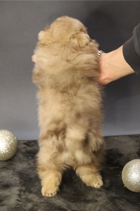 На бронь хлопчик шпиц , резервируем