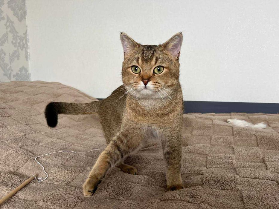 В'язка котів. Шотландський прямовухий кіт, золота шиншила