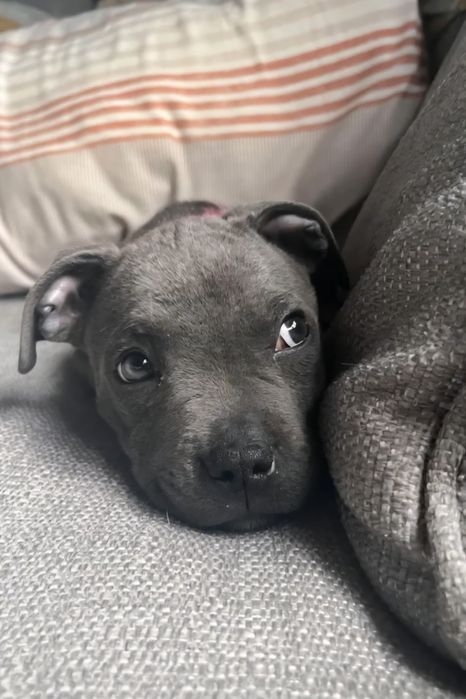 Staffordshire bull terrier suczka malutka