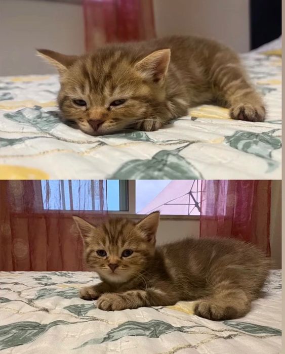 British shorthair