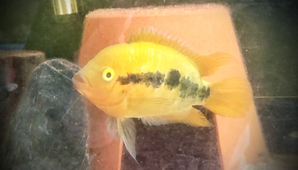 Ciclídeo Herotilapia Multispinosa