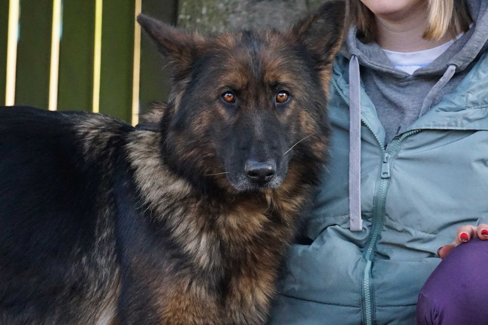 Stopka - śliczna sunia w typie owczarek niemiecki