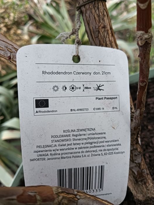 Rhododendron - czerwony, piękna duża sadzonka