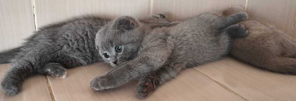 Шотландці породисті!!!