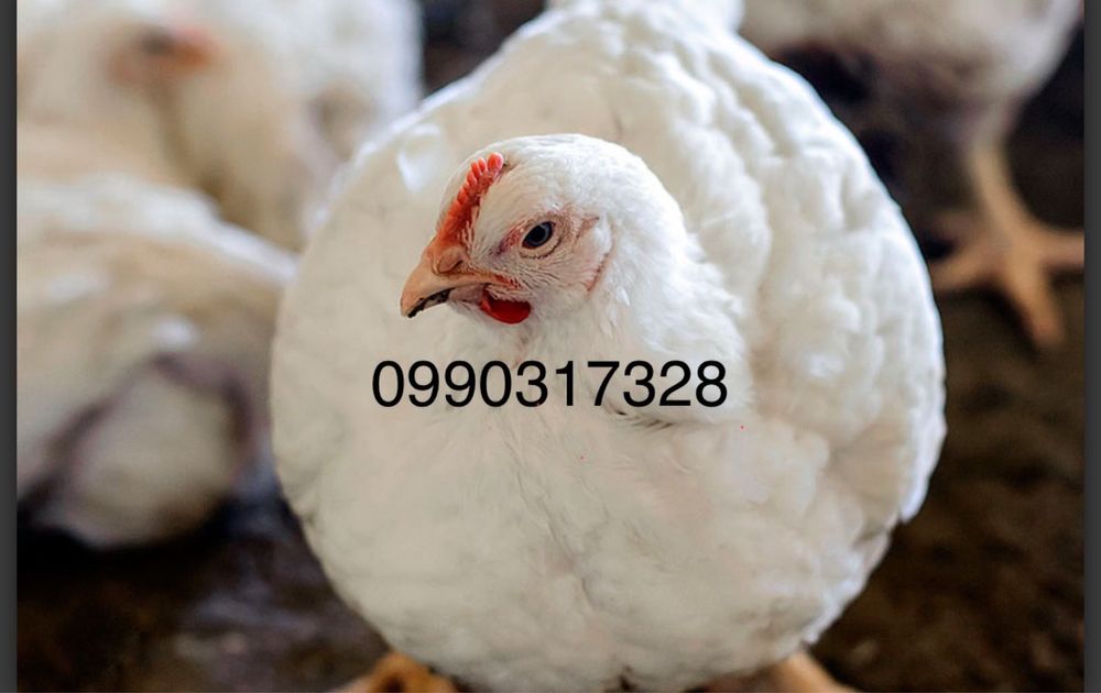 Бройлер. Утка. Мясояичные цыплята.