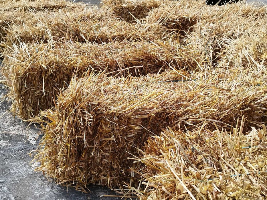 Palha de aveia (com grão), 2025