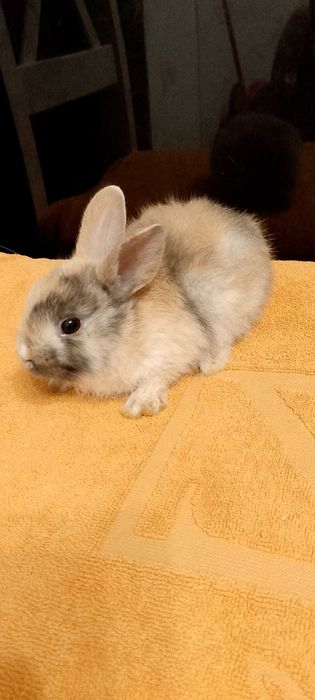 Króliczki miniaturki