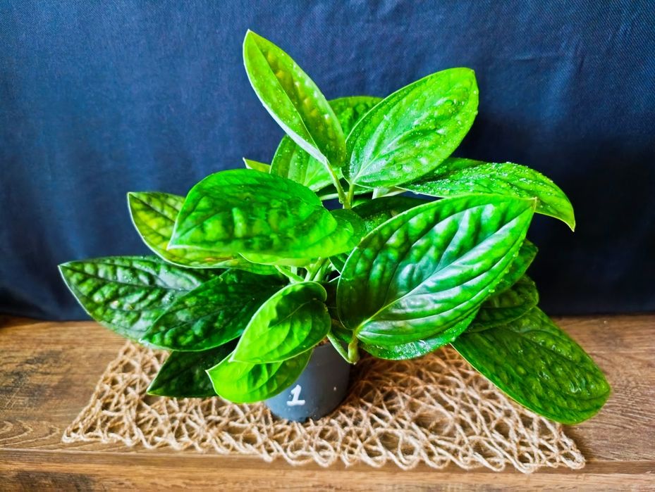 Епіпремнум Marble Planet