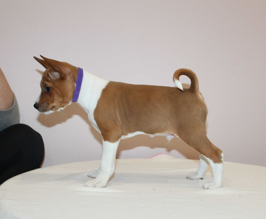 Szczenię Basenji FCI