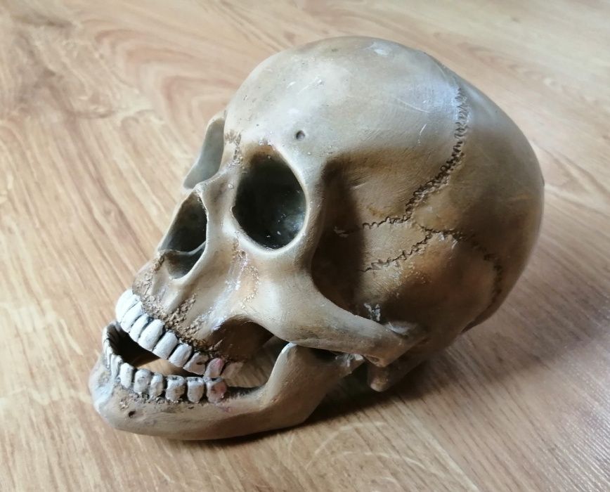 Gipsowa czaszka człowieka / ludzka