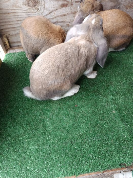 Sprzedam młode barany francuskie