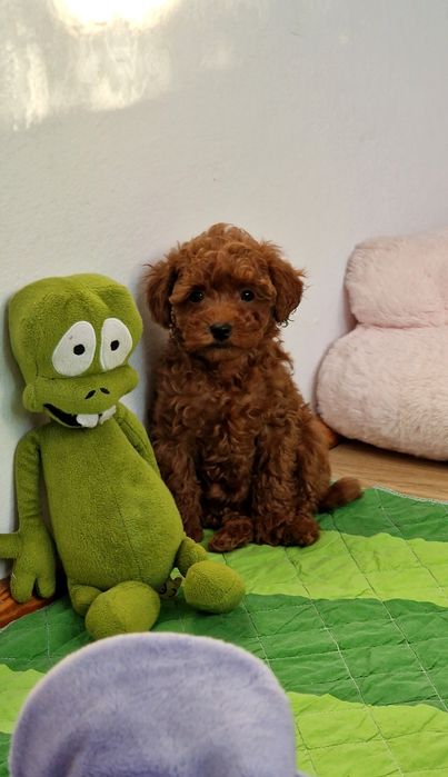 Pudel toy,  suczka,  red-brown