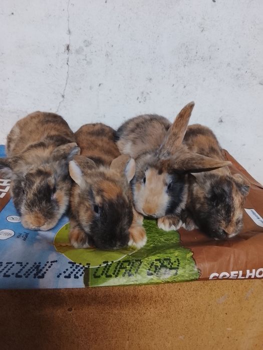Coelhos Arlequins ou bicolores