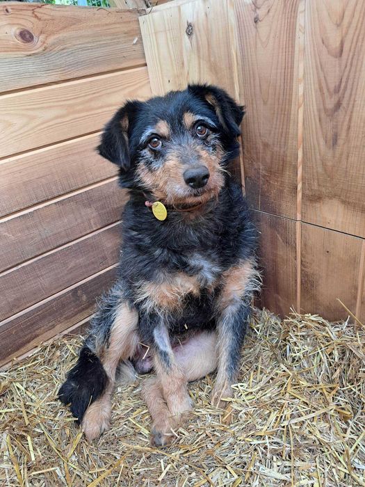 Zibi szuka domu, pies