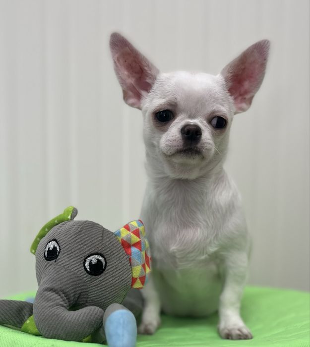 Chihuahua Femea disponivel