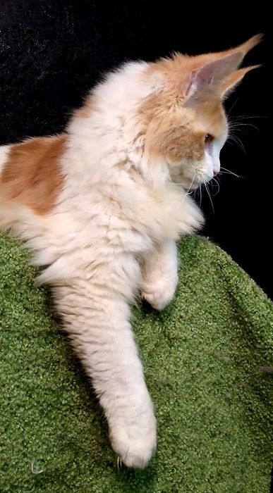 Рыжый котёнок  Мейн - кун